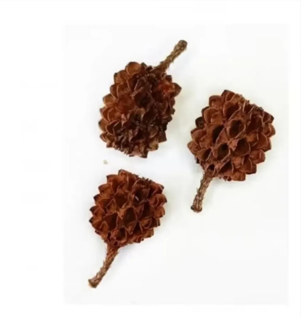 Kit 100 Fava da Atração Umbanda Candomblé Kit 100 Fava da Atração Umbanda Candomblé