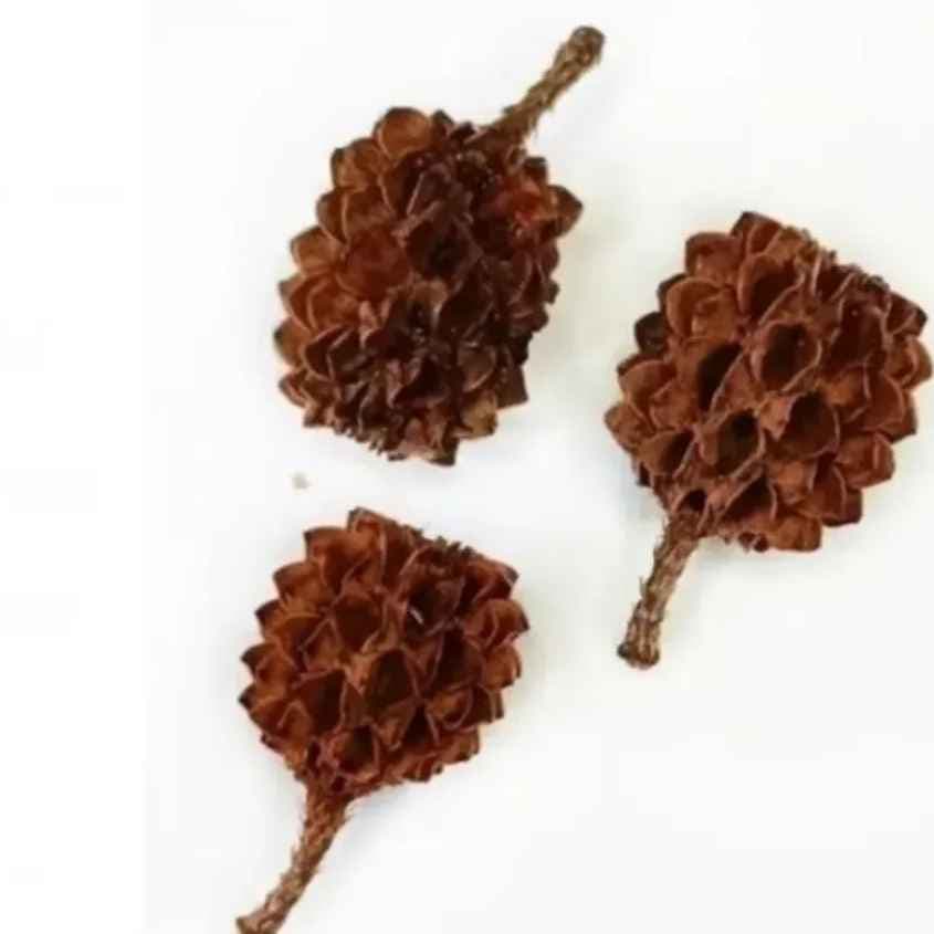 Kit 50 Fava da Atração Umbanda Candomblé Kit 50 Fava da Atração Umbanda Candomblé