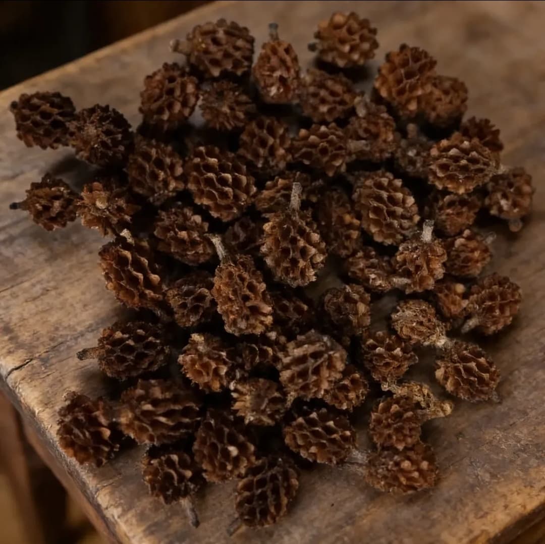 Kit 100 Fava da Atração Umbanda Candomblé Kit 100 Fava da Atração Umbanda Candomblé