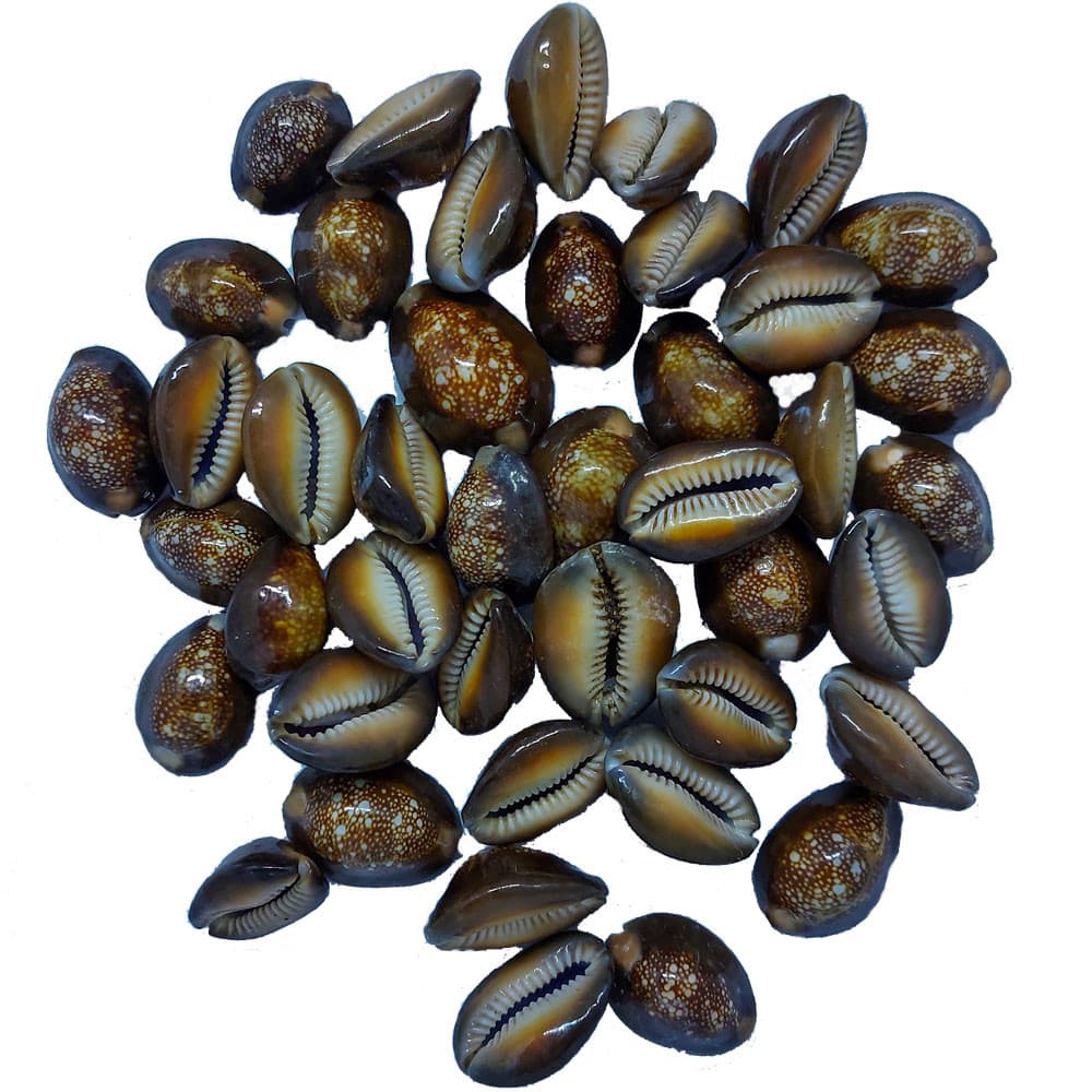 Buzios Africanos Buzios Africanos