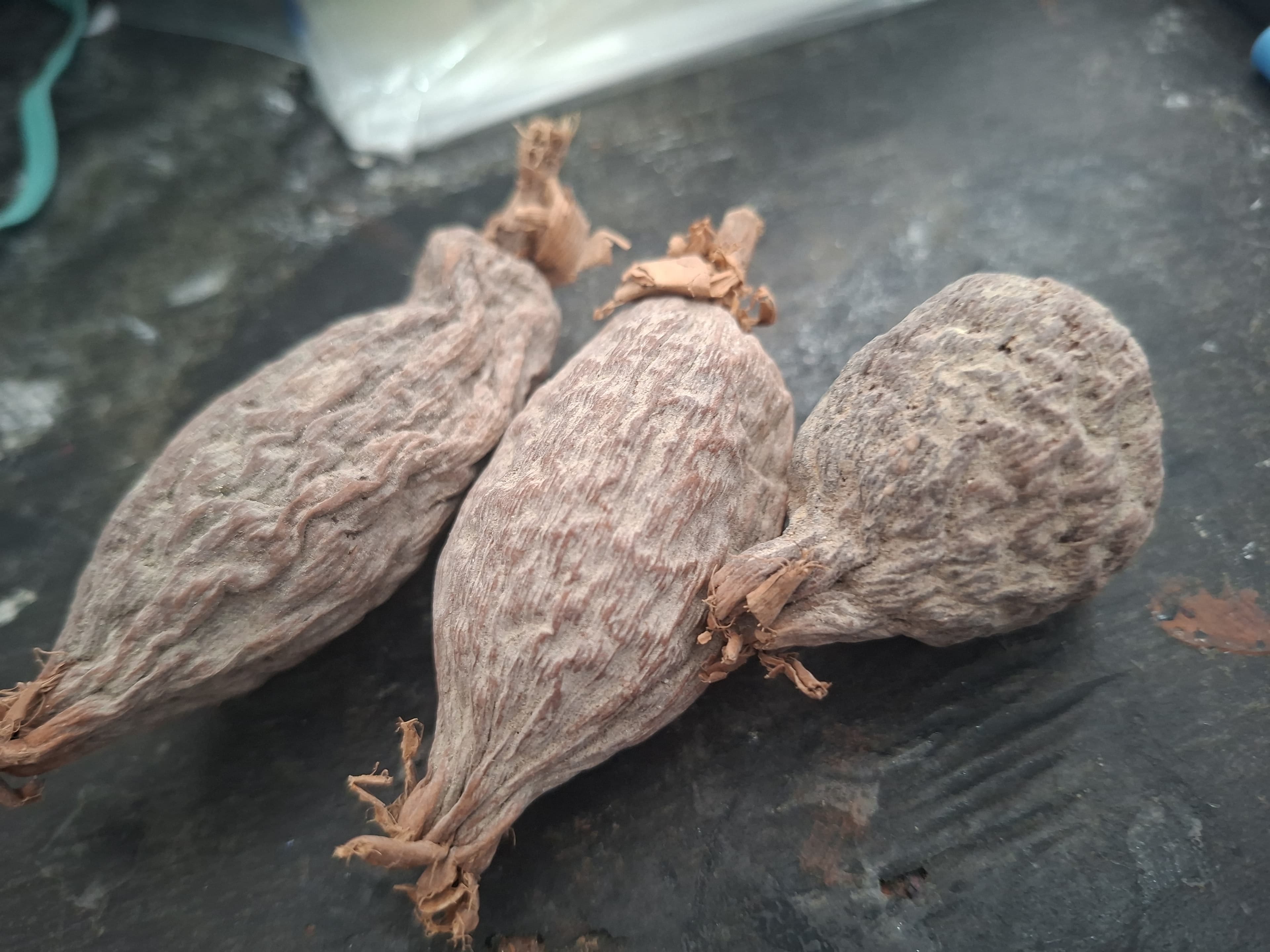 Fava de Atare Fava de Atare